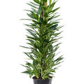 Philodendron 'Cobra', Moosstab 100, im 21cm Topf, H�he 110cm, Breite 50cm