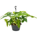 Philodendron 'Dragon', Ampel, im 28cm Topf, H�he 45cm, Breite 45cm
