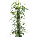 Philodendron 'Exotica', Mosstab, im 21cm Topf, H�he 110cm, Breite 30cm