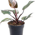 Philodendron 'Pink Princess', Busch, im 15cm Topf, H�he 45cm, Breite 30cm