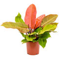 Philodendron 'Prince of Orange', Busch, im 17cm Topf, H�he 40cm, Breite 25cm