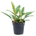 Philodendron 'Rambo', Busch, im 24cm Topf, H�he 60cm, Breite 30cm