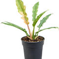 Philodendron 'Ring Of Fire Gold', Busch, im 15cm Topf, H�he 45cm, Breite 30cm