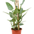 Philodendron 'Silver 'Queen', Pyramide, im 19cm Topf, H�he 75cm, Breite 70cm