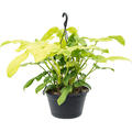 Philodendron 'Violin', Ranker, im 28cm Topf, H�he 30cm, Breite 30cm