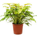 Philodendron 'Xanadu Lemon', Busch, im 27cm Topf, H�he 65cm, Breite 50cm