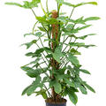 Philodendron bipennifolium 'Silver Violin', Moosstab 120, im 24cm Topf, H�he 120cm, Breite 55cm