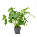 Philodendron bipinnatifidum 'Shangri-La', Busch, im 17cm Topf, H�he 50cm, Breite 40cm