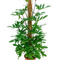 Philodendron pedatum, Moosstab 150, im 27cm Topf, H�he 150cm, Breite 60cm