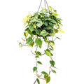 Philodendron scandens 'Brasil', Ampel, im 28cm Topf, H�he 60cm, Breite 40cm
