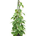 Philodendron scandens, Pyramide, im 24cm Topf, H�he 120cm, Breite 40cm