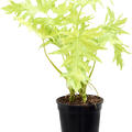 Philodendron selloum 'Gold', Busch, im 25cm Topf, H�he 75cm, Breite 60cm