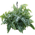 Phlebodium aureum 'Davana', Ampel, im 20cm Topf, H�he 55cm, Breite 60cm
