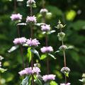 Phlomis tuberosa 'Amazone' 