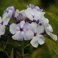 Phlox paniculata Flame-Serie 'Blue Flame' -R-