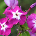 Phlox paniculata 'Wennschondennschon', Flammenblume