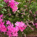 Phlox borealis 'Mac Daniels Cushion', Phlox borealis 'Mac Daniels Cushion'