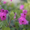 Phlox stolonifera 'Pink Ridge'