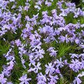 phlox subulata emerald cushion blue lubera
