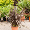 Phormium tenax 'Special Red', Busch, im 28cm Topf, H�he 100cm, Breite 70cm