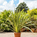 Phormium tenax 'Variegatum' (120-160), Busch, im 40cm Topf, H�he 140cm, Breite 75cm