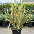 Phormium tenax 'Variegatum' (130-160), Busch, im 40cm Topf, H�he 145cm, Breite 110cm