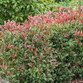 Glanzmispel 'Carr� Rouge', Photinia fraseri 'Carr� Rouge'
