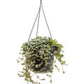 Pilea glauca, Ampel, im 15cm Topf, H�he 20cm, Breite 25cm
