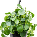 Pilea peperomioides, Ranker, im 22cm Topf, H�he 30cm, Breite 35cm