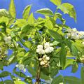 weisse Bl�ten der Staphylea