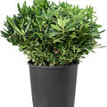 Pittosporum tobira, Busch, im 35cm Topf, H�he 90cm, Breite 50cm