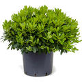 Pittosporum tobira 'Nana', Busch, im 26cm Topf, H�he 35cm, Breite 45cm