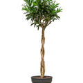 Pleomele (Dracaena) reflexa 'Song of Jamaica', Stamm geflochten, im 38cm Topf, H�he 170cm, Breite 70cm