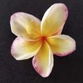 Bl�ten Plumeria 'California Sunset' 