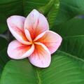 Plumeria 'Synchronicity', Version 2024
