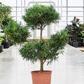 Podocarpus macrophyllus (120-130), Verzweigt/Multi Krone, im 30cm Topf, H�he 120cm, Breite 80cm