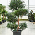 Podocarpus macrophyllus (140-160), Verzweigt/Multi Krone, im 34cm Topf, H�he 150cm, Breite 90cm