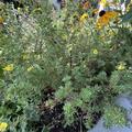 Potentilla fruticosa 'Double Punch� Tango', Potentilla fruticosa 'Double Punch� Tango'