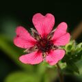 Potentilla nepalensis 'Miss Willmott', Potentilla nepalensis 'Miss Willmott'