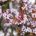 Zierpflaume, Prunus cerasifera 'Nigra'