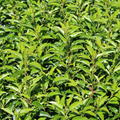 Prunus lusitanica 'Angustifolia' - gr�nes Laub