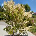 Prunus lusitanica 'Angustifolia', Prunus lusitanica 'Angustifolia'