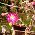 Prunus mume 'Kanko Bai', Prunus mume