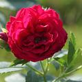 Bl�te