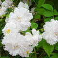 Rose, Kletterrose, Pauls Himalayan Musk (korr)