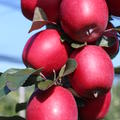 Rotfleischiger Apfel Redlove� Kohlhaas�