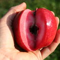 Rotfleischiger Apfel Redlove� Odysso�