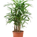 Rhapis excelsa (90-120), Tuff, im 24cm Topf, H�he 105cm, Breite 55cm