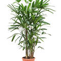 Rhapis excelsa, Tuff, im 24cm Topf, H�he 150cm, Breite 50cm