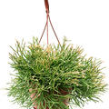 Rhipsalis clavata, Ampel, im 17cm Topf, H�he 35cm, Breite 30cm